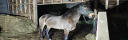 Andalusian horses for sale: Share  in Dereham - Advert 11