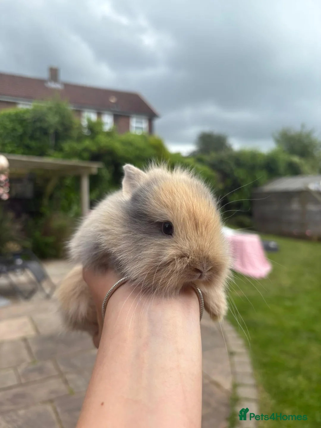 Netherland Dwarf rabbits for sale: Gorgeous mini dwarf lionheads - Advert 1