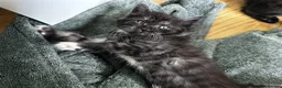 Mixed Breed cats for sale: 3 Beautiful Kittens! Ready to Leave 21 May! in Glasgow - Advert 8