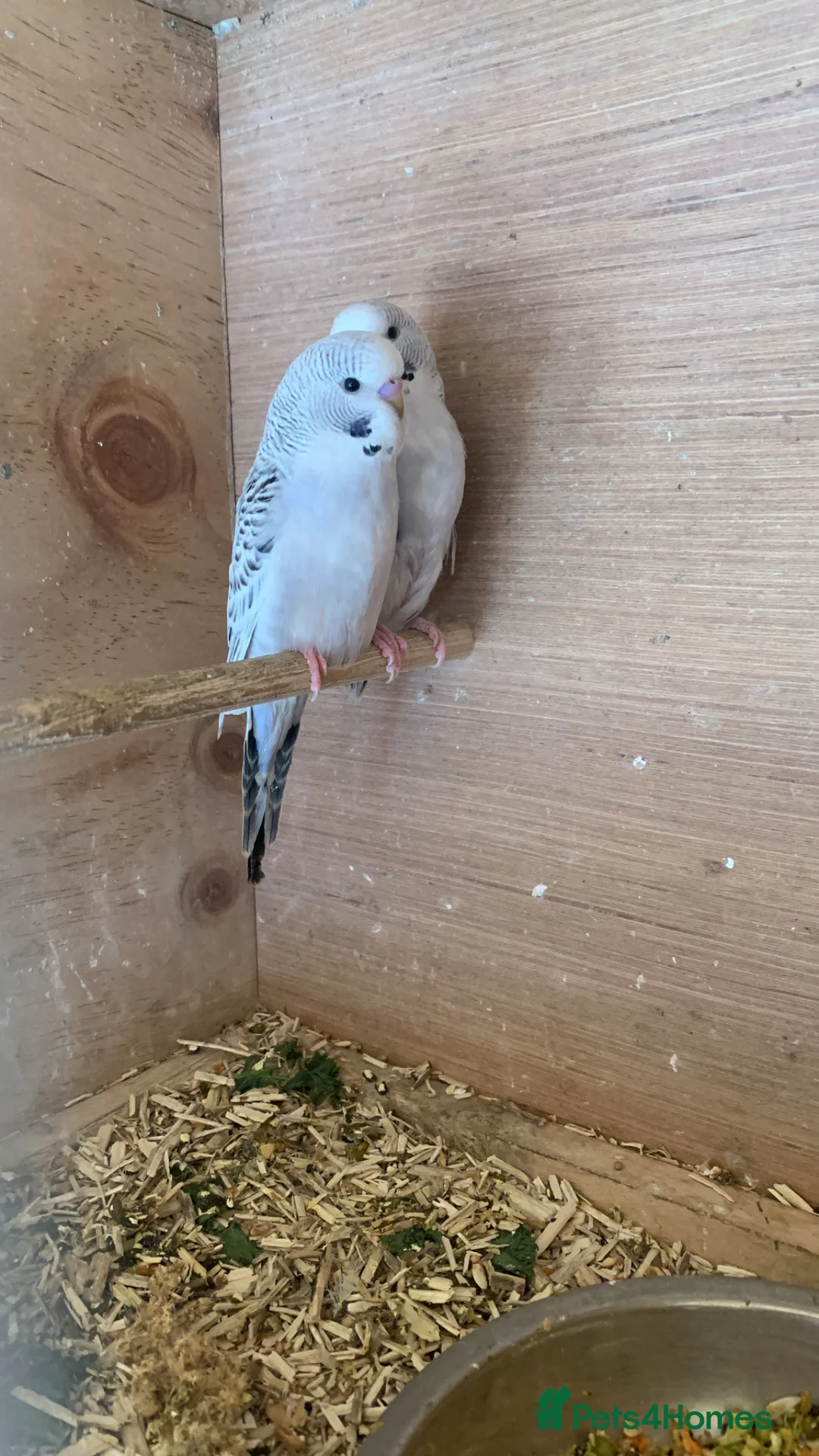 Budgerigars birds for sale: Baby Texas clear body  - Advert 1
