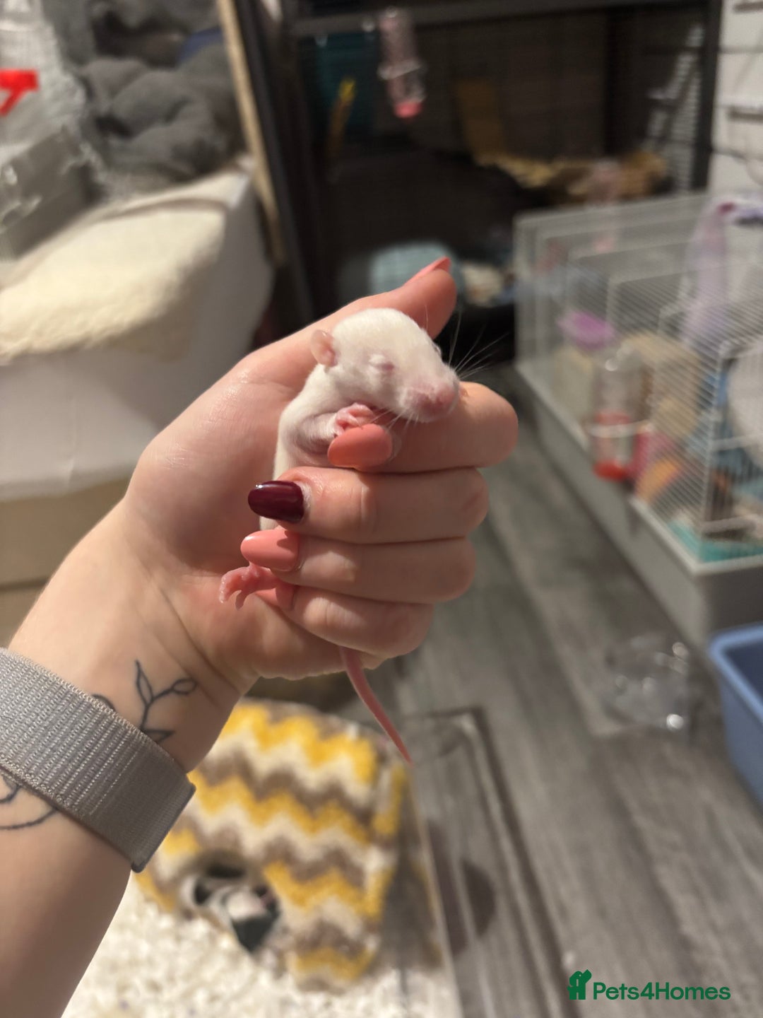 Rat rodents for sale: baby rats for sale GOING FAST.  - Advert 14