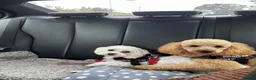 Miniature Poodle dogs for stud: Miniature Poodle for stud  in Morecambe - Advert 2