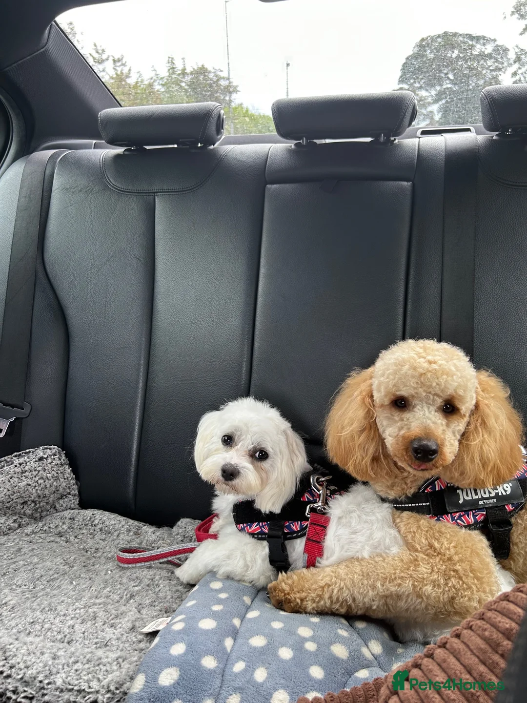 Miniature Poodle dogs for stud: Miniature Poodle for stud  in Morecambe - Advert 2