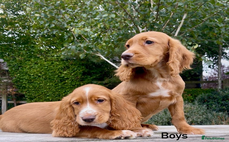 Cocker Spaniel dogs - Advert 2