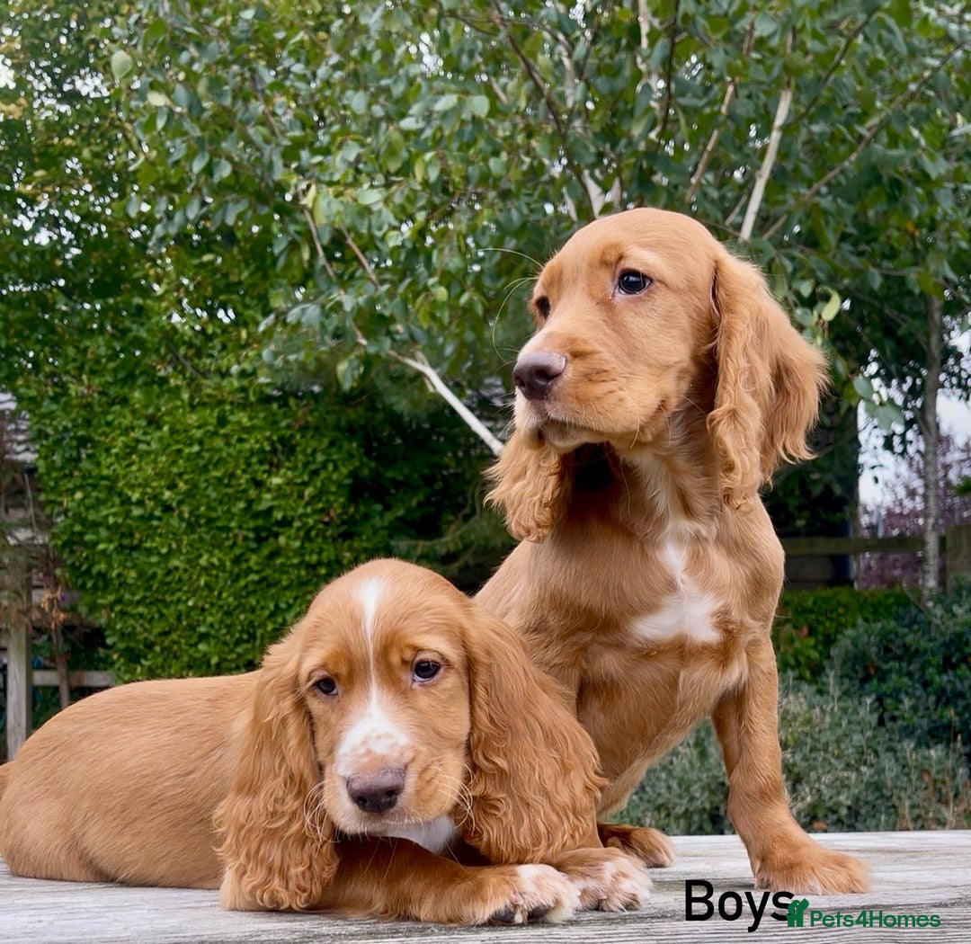 Cocker Spaniel dogs for sale: Red Cocker Spaniel Puppies Ready Now - Image 1