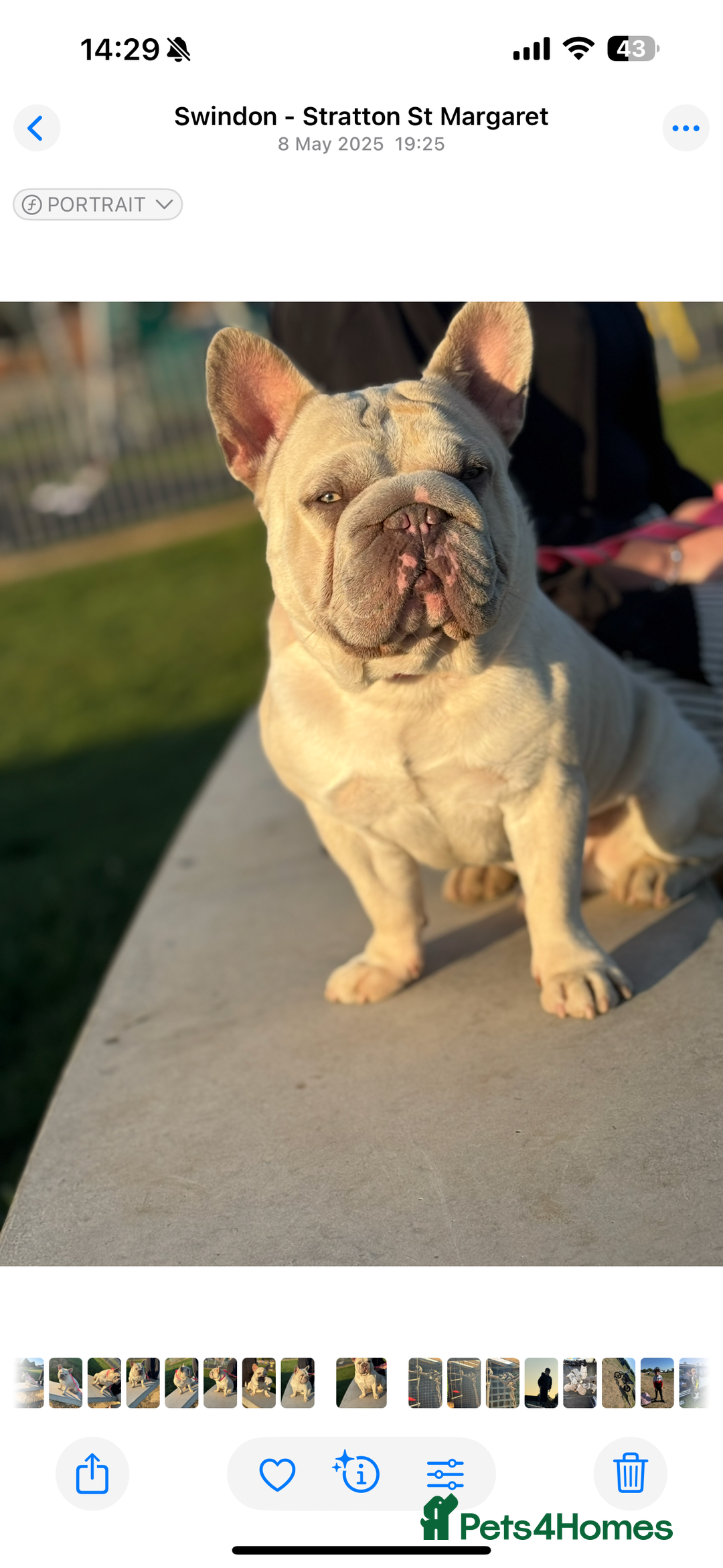French Bulldog dogs for stud: French Bulldog Stud Ready And Waiting  - Advert 4
