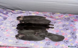 French Bulldog dogs for sale: 7 BEAUTIFUL FRENCHIE PUPPIES FOR SALE 🐾🐶  - Image 1