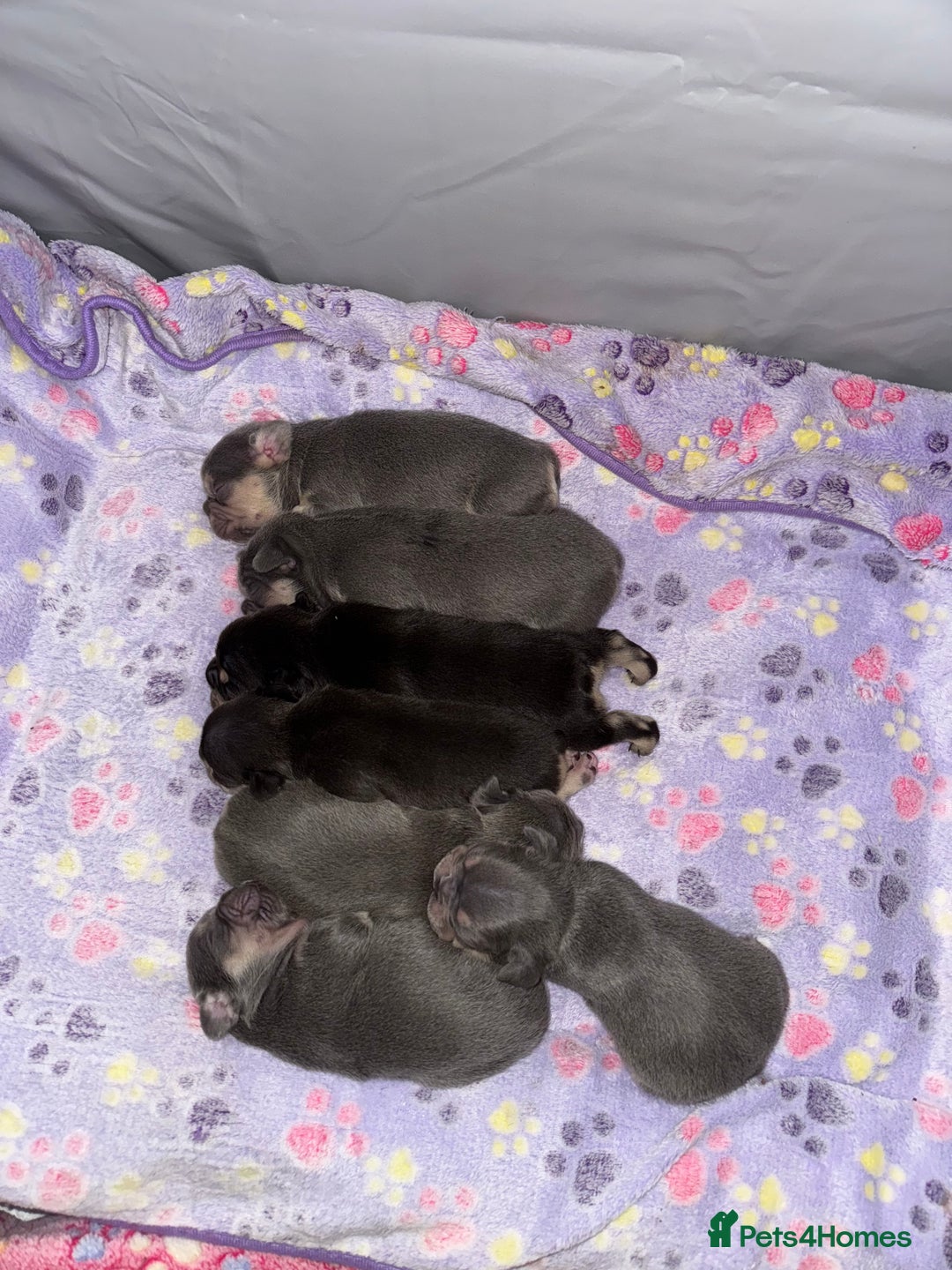 French Bulldog dogs for sale: 7 BEAUTIFUL FRENCHIE PUPPIES FOR SALE 🐾🐶  - Image 1