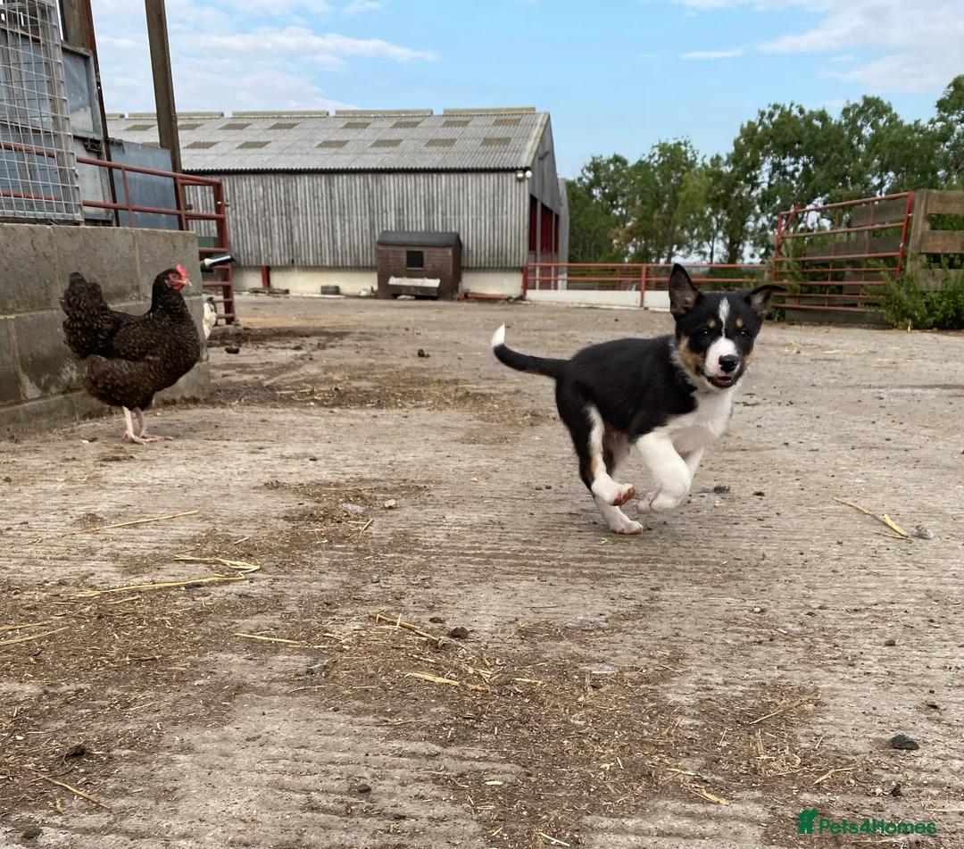 Border Collie dogs for stud: ISDS & KC, well proven, health tested clear stud in Darlington - Advert 25