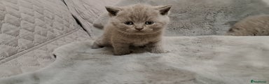 British Shorthair Kitten 4