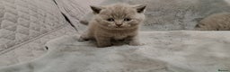 British Shorthair cats for sale: BRITISH SHORTHAIR BLUE and LILAC are AVAILABLE  - Advert 14
