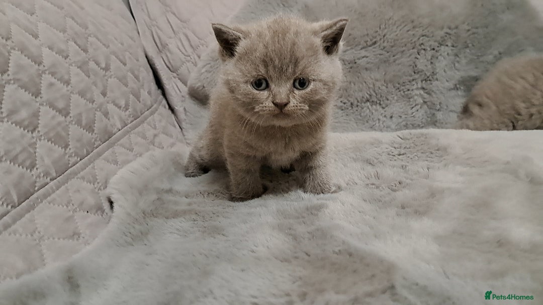 British Shorthair cats for sale: BRITISH SHORTHAIR BLUE and LILAC are AVAILABLE  - Advert 14