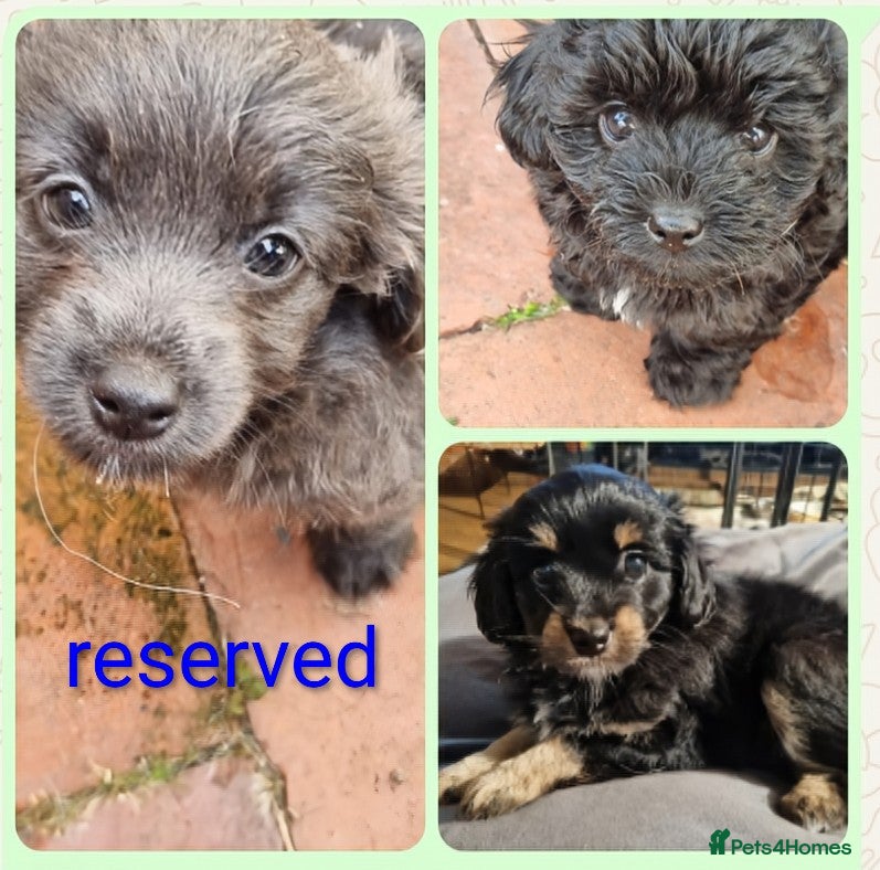 Chipoo dogs Beautiful Chipoo puppies for sale - Advert 1