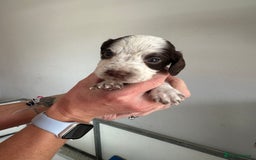 Cocker Spaniel dogs for sale: Working Cocker spaniel puppies  - Image 33
