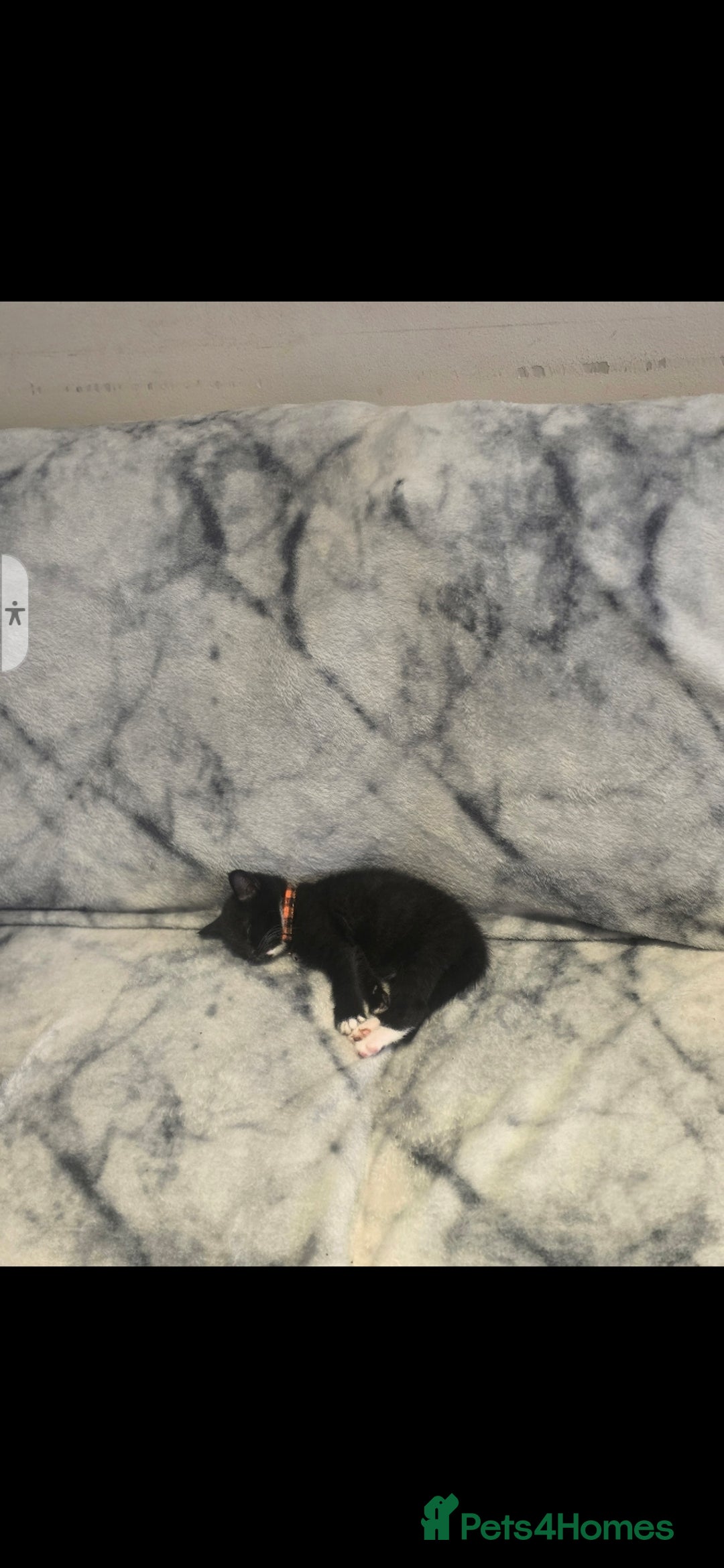 British Shorthair cats for sale: Lovely kittens  - Image 14