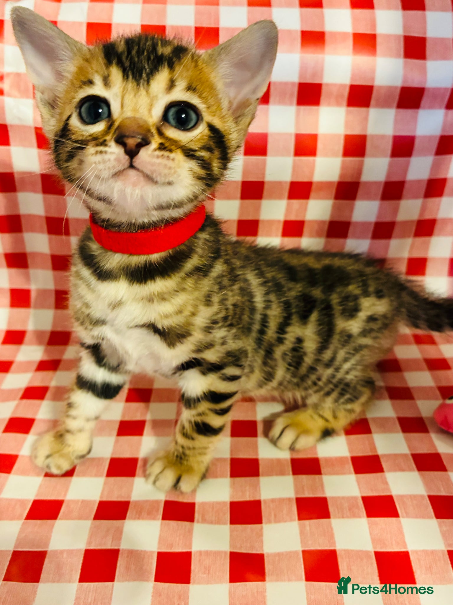 Bengal cats Amazing Bengal kittens  - Advert 1