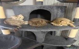 British Shorthair cats for sale: Beautiful British short hair kittens  - Advert 4