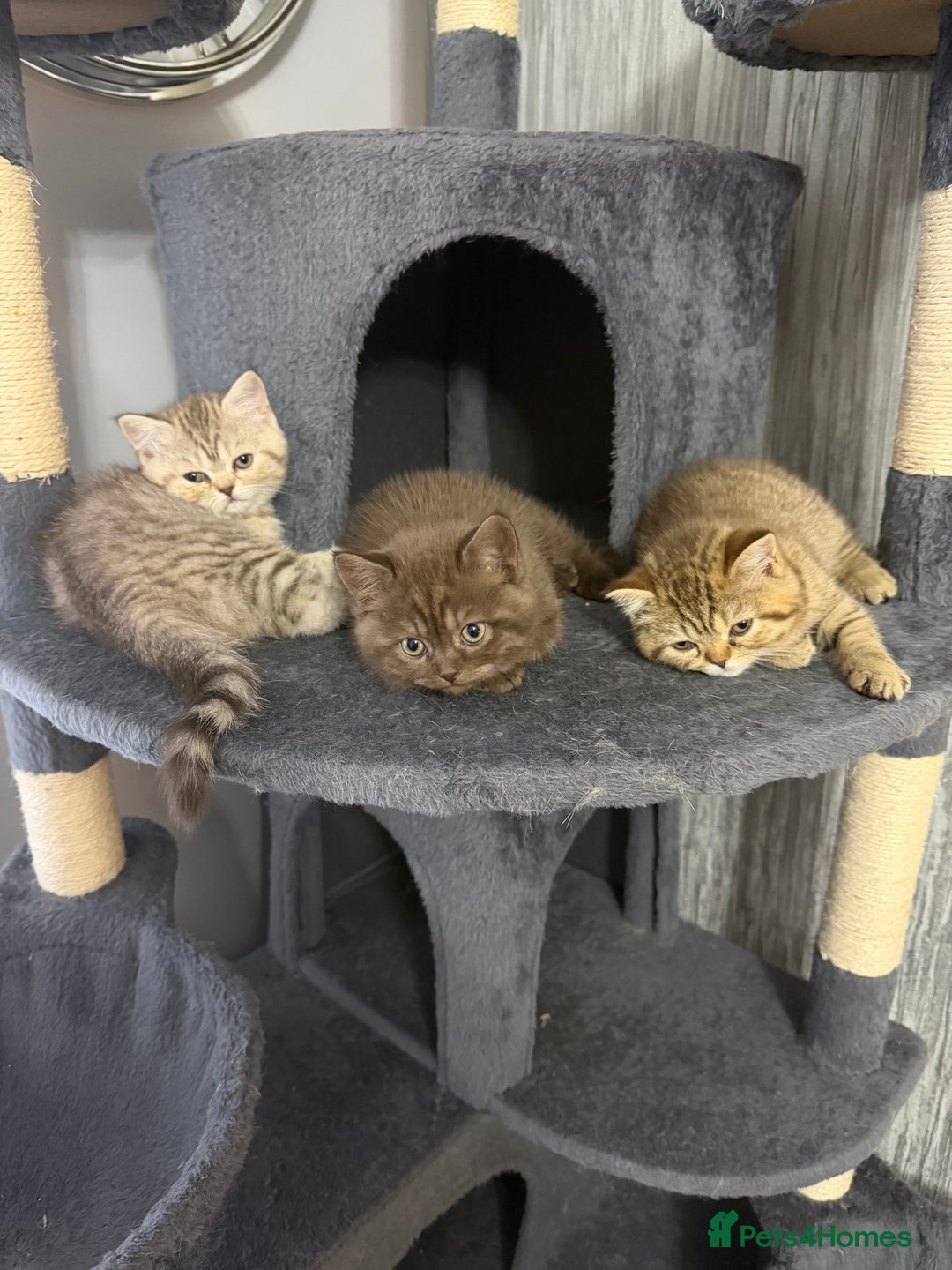 British Shorthair cats for sale: Beautiful British short hair kittens  - Advert 4