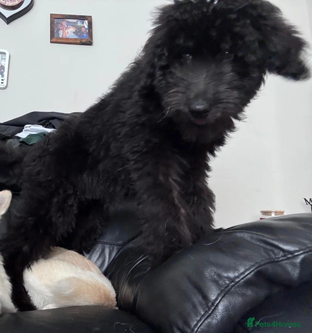 Labradoodle dogs for sale: Teddy - Advert 2
