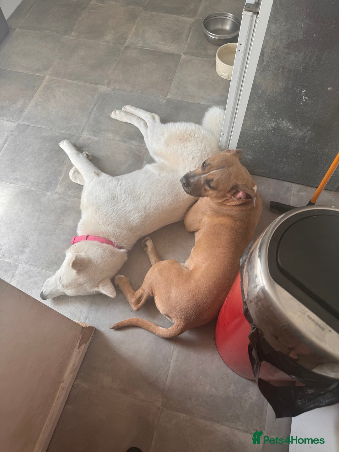 Mixed Breed dogs for sale: Snowy - Image 5