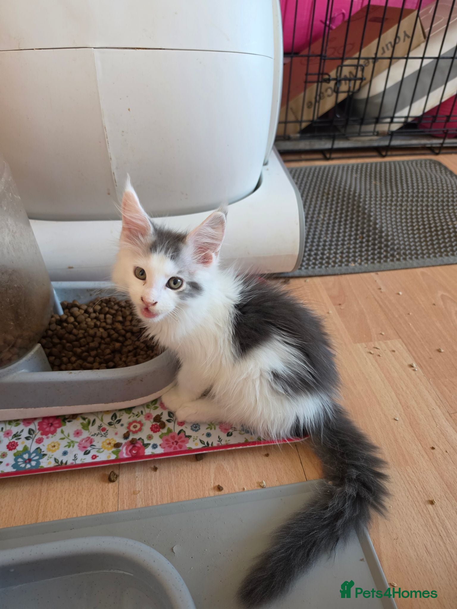 Maine Coon cats TICA REGISTERED STUNNING KITTENS  - Advert 8