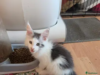 Maine Coon cats TICA REGISTERED STUNNING KITTENS - Advert 3