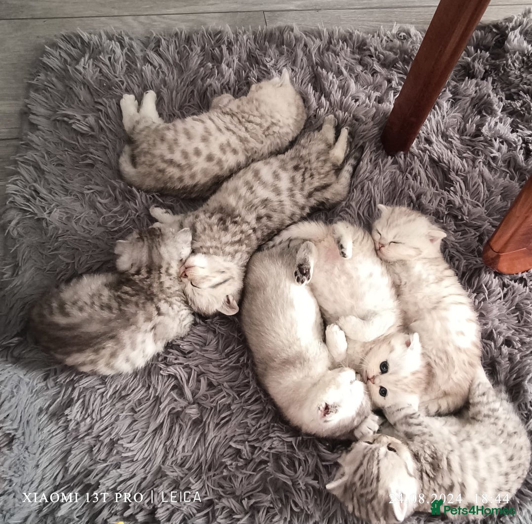 British Shorthair cats for stud: ❤ British Short Hair Active Stud ❤ Champion ❤ in Doncaster - Advert 29