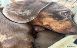 Dachshund dogs for sale: BEAUTIFUL Miniature Dachshund's  - Image 14