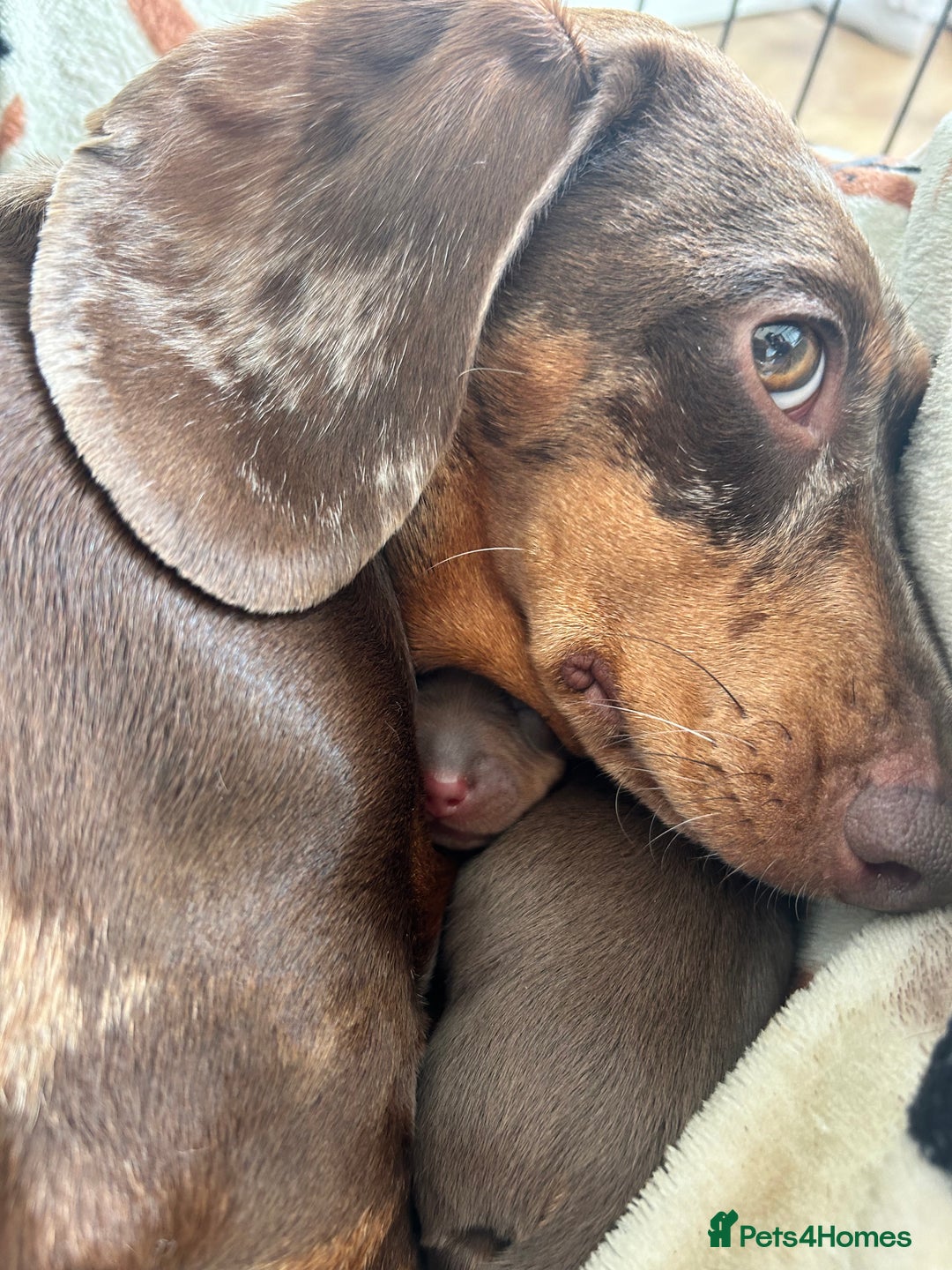 Dachshund dogs for sale: BEAUTIFUL Miniature Dachshund's  - Image 14