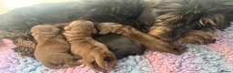 Miniature Dachshund dogs for sale: 5 ⭐ licenced breeder mini wires  - Advert 5