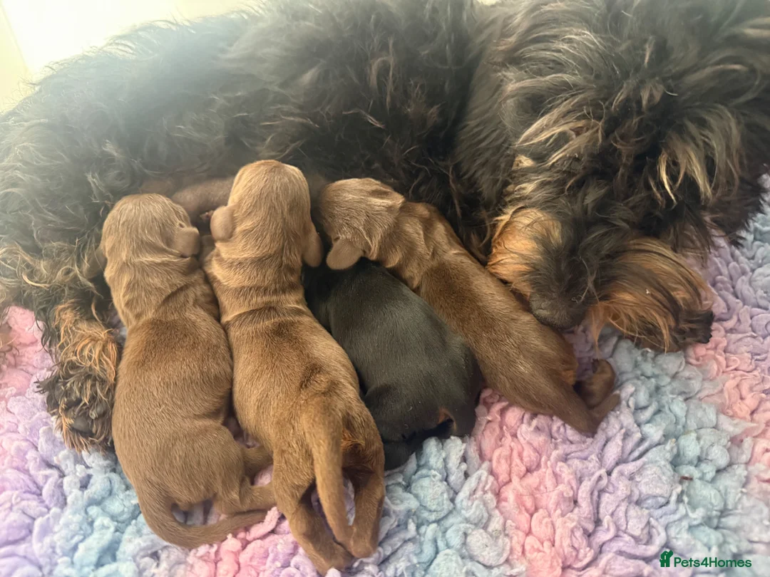 Miniature Dachshund dogs for sale: 5 ⭐ licenced breeder mini wires  - Advert 5