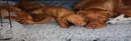 Hungarian Vizsla dogs for sale: Hungarian Vizsla Puppies – Rich Geltwood Heritage - Advert 15