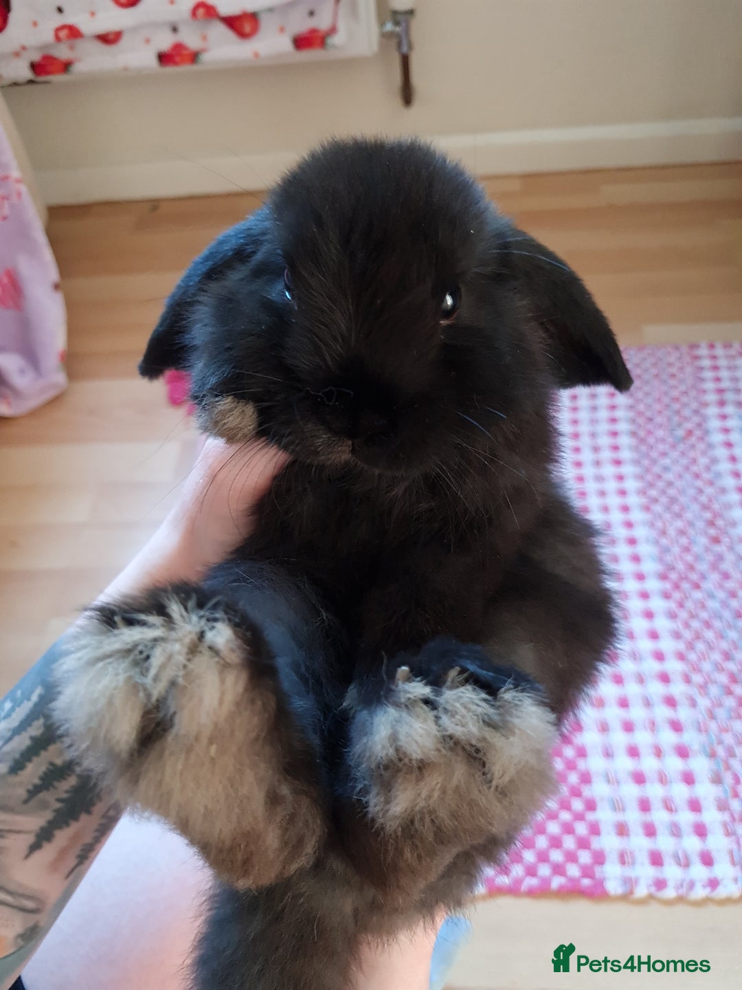Mini Lop rabbits for sale: 9 week old black boy - Image 6