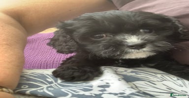 Cavapoo dogs - Advert 4
