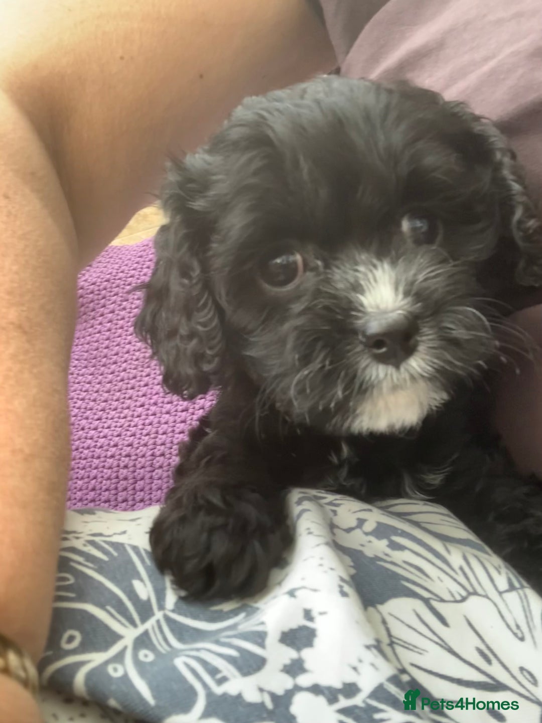Cavapoo dogs for sale: Our last beautiful F1 Cavapoo is available! - Image 2