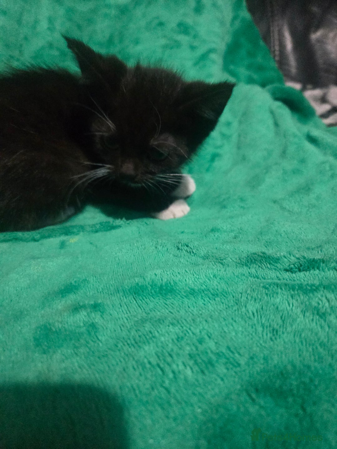 British Shorthair cats for sale: Black and white kitten - Advert 4