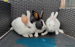 Mixed Breed rabbits for sale: 7 baby bunnies ready for new homes - Image 4