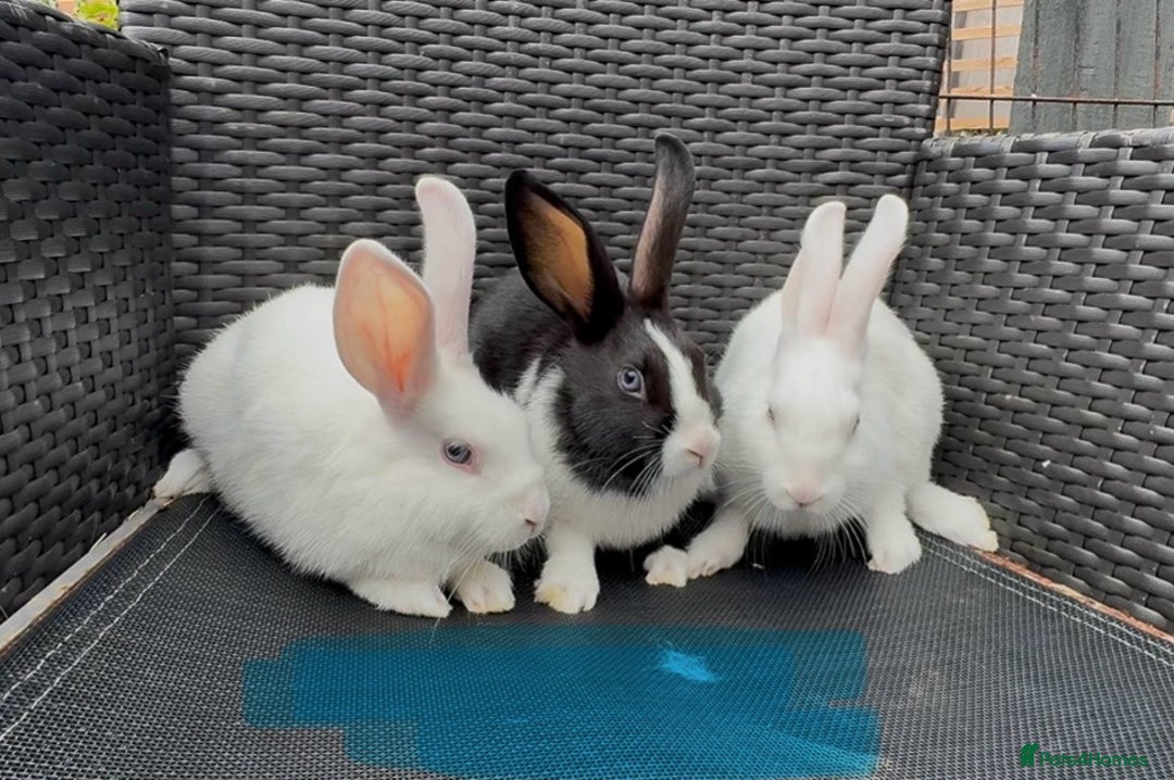 Mixed Breed rabbits for sale: 7 baby bunnies ready for new homes - Image 4