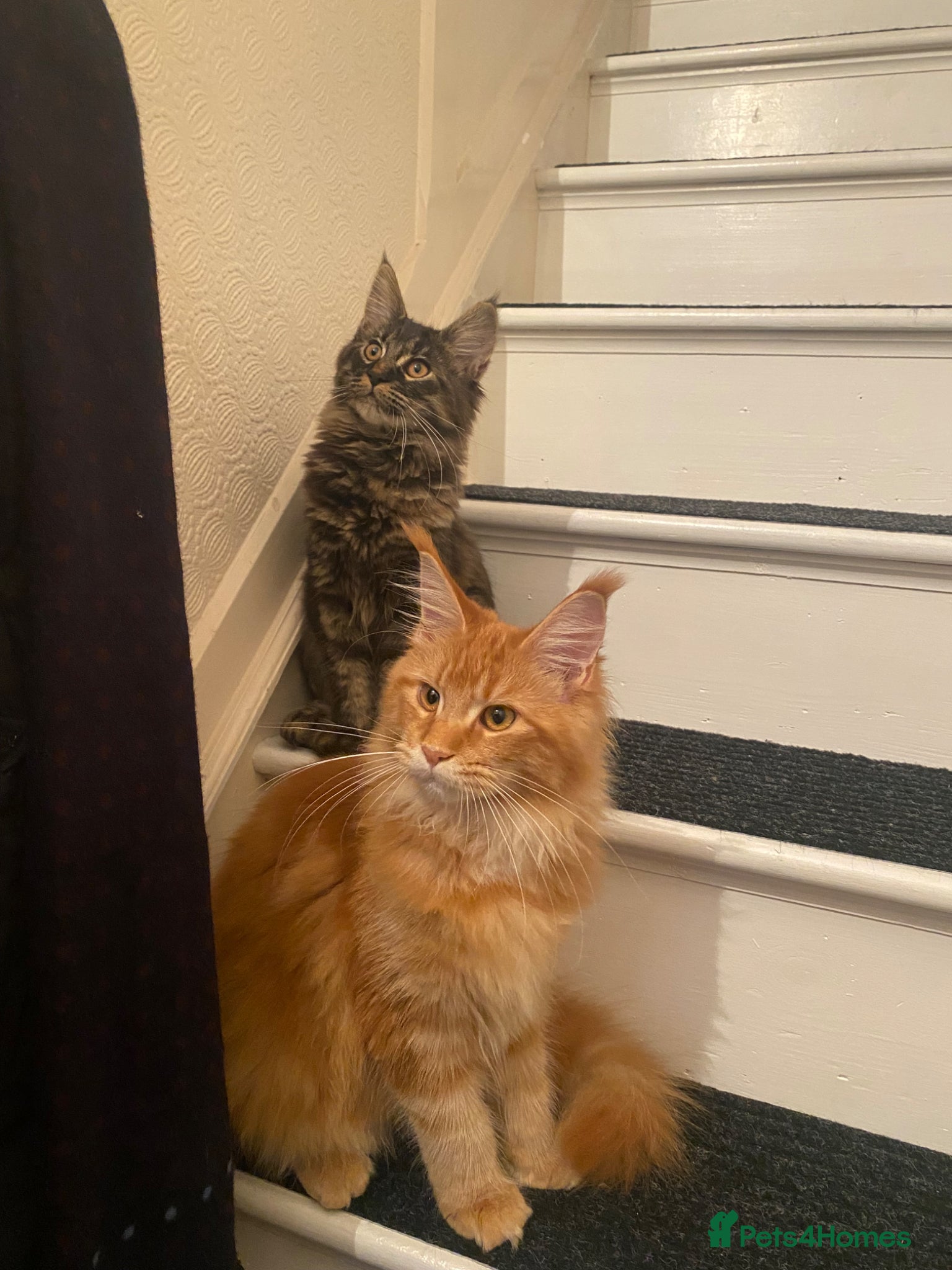 Maine Coon cats 2 Maine Coon Cats Seeking a Loving New Home - Advert 7