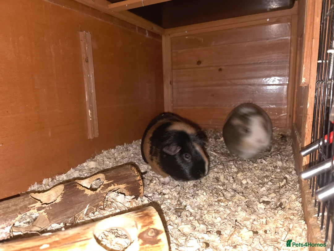 Guinea Pig rodents for sale: 2 males 2 females  - Advert 1