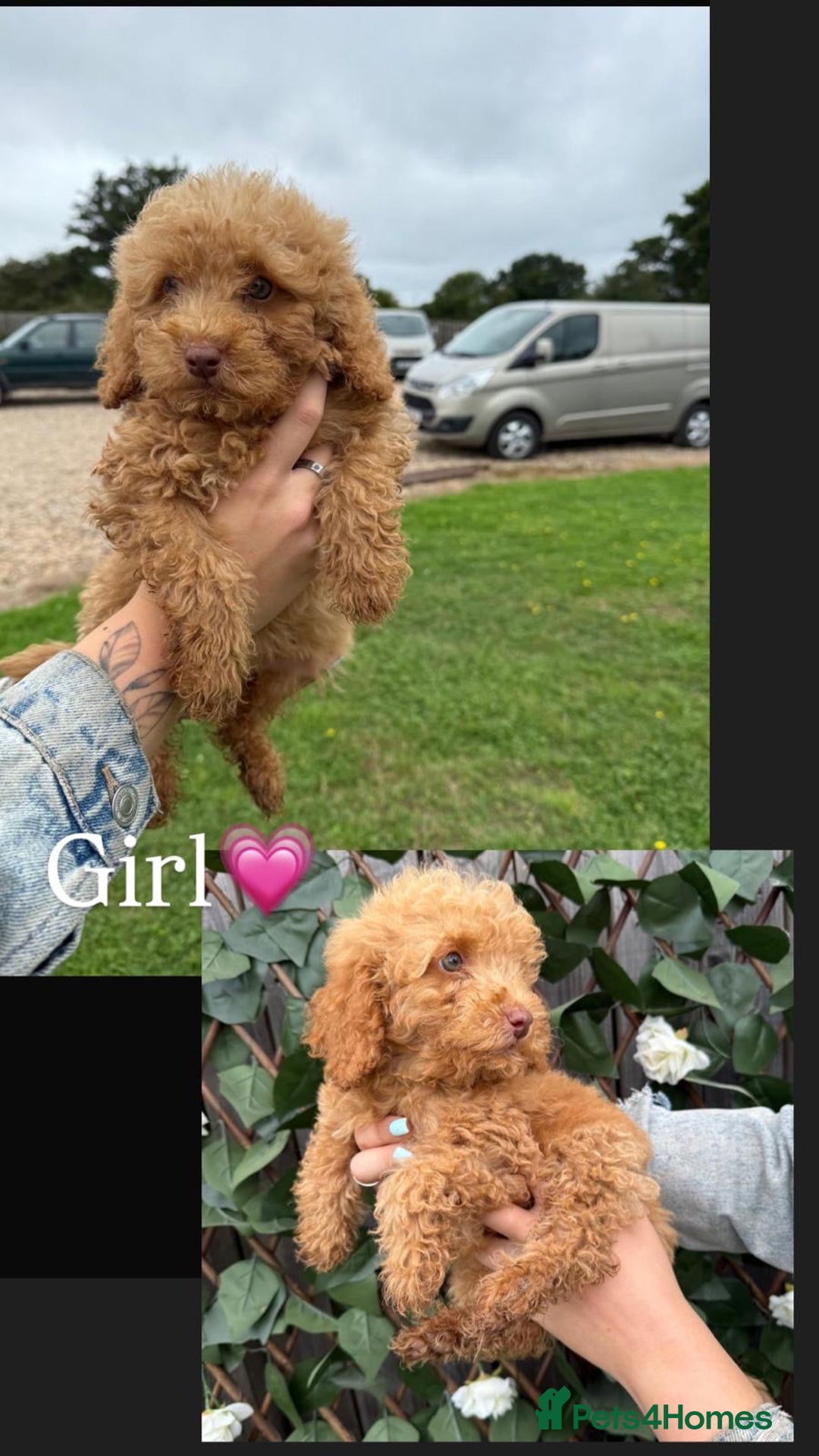 Cavapoo dogs for sale: Stunning cavapoo f1b puppies ready for new homes❤️ - Image 4