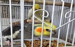 Cockatiels birds for sale: Male Cockatiel  - Image 3