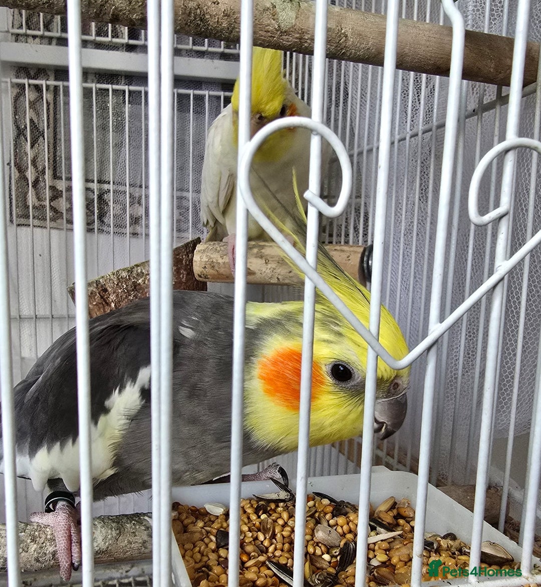 Cockatiels birds for sale: Male Cockatiel  - Image 3