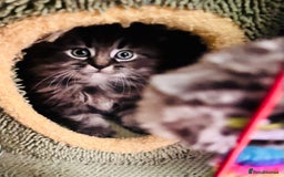 Scottish Fold cats for sale: Scotich fold long hair  - Image 13