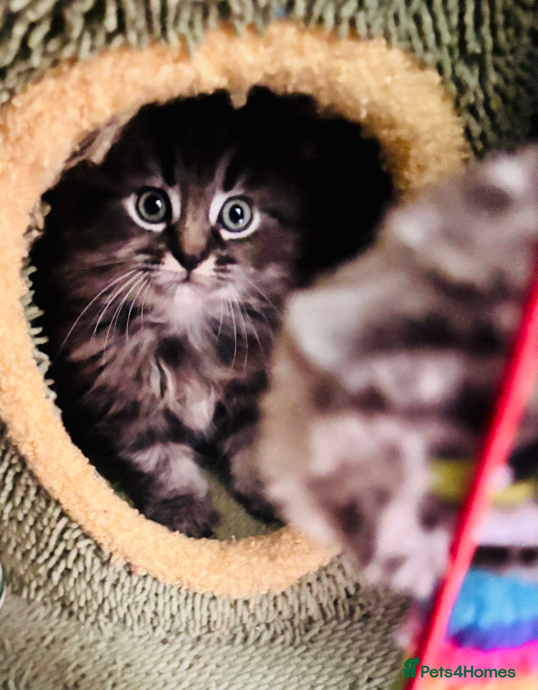 Scottish Fold cats for sale: Scotich fold long hair  - Image 13