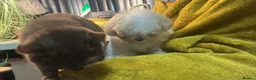 Maltipoo dogs for sale: Rare mix Russian Toy Poodle&Korean Maltese Puppy - Advert 1