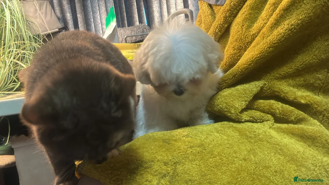 Maltipoo dogs for sale: Rare mix Russian Toy Poodle&Korean Maltese Puppy - Advert 1
