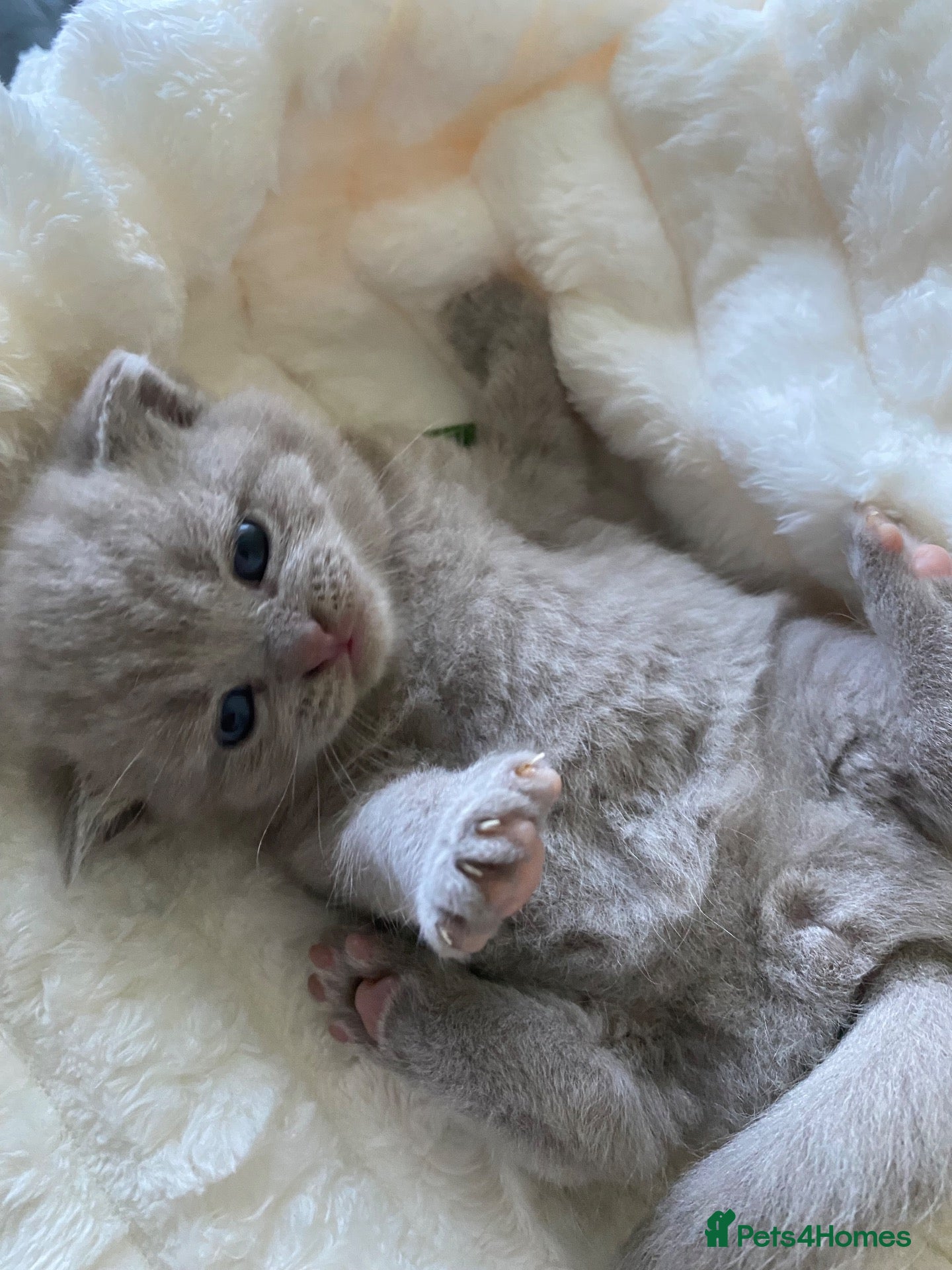 British Shorthair cats GCCF active/pet British Shorthaired kittens - Advert 1