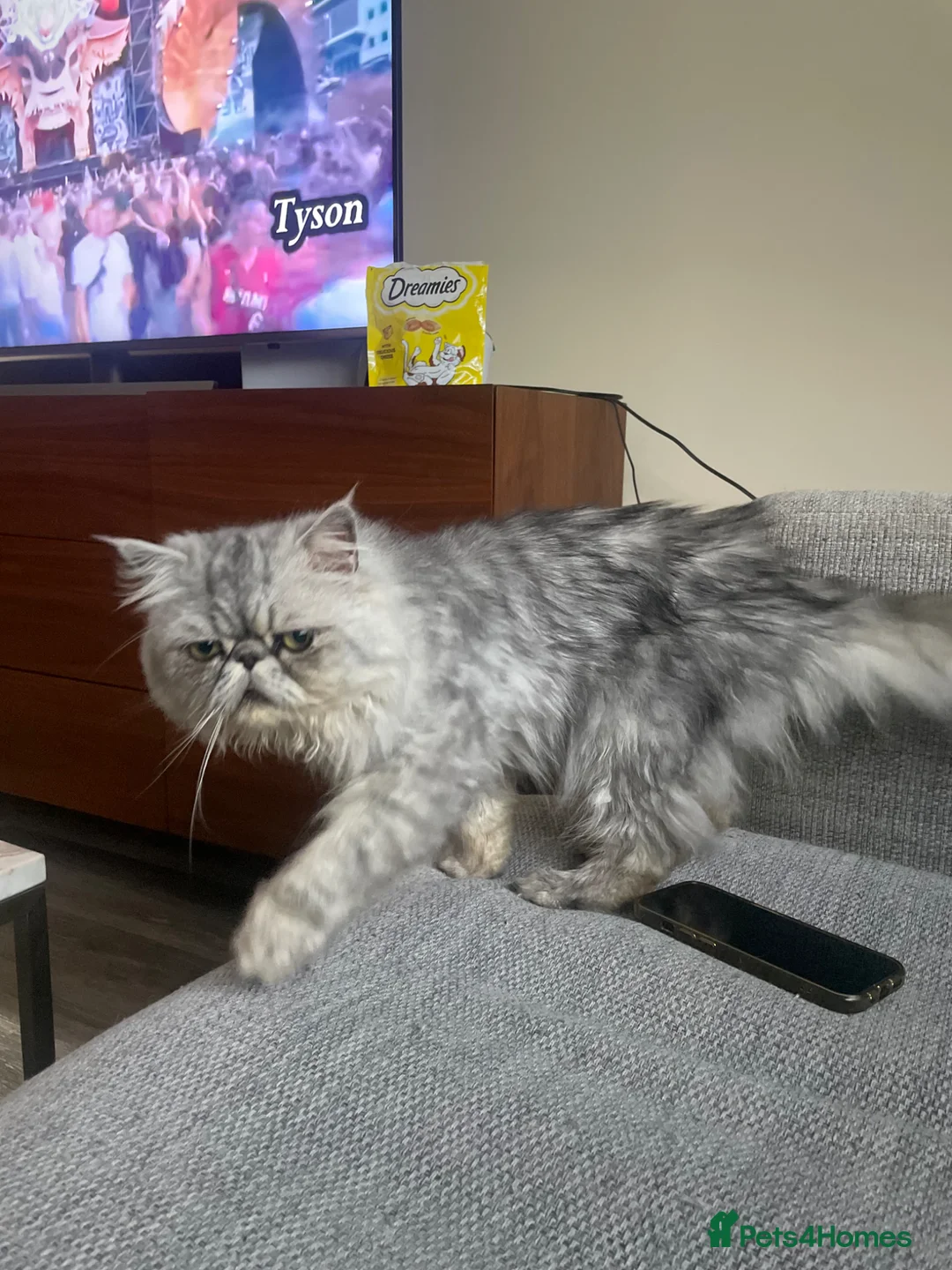 Persian cats for sale: Beautiful Persian Cat Needs a Loving Forever Home  in Glasgow - Advert 2