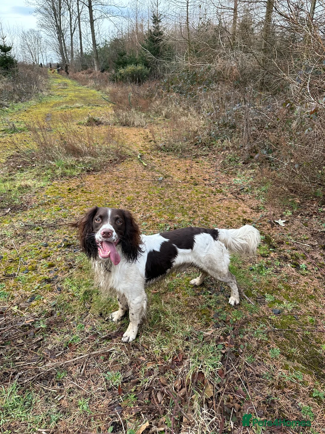 English Springer Spaniel dogs for stud: *KC registered* Gus available for stud - Advert 1